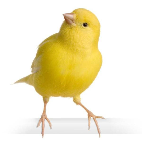 Vibrant Yellow Canary Bird In A White Studio Wallpaper