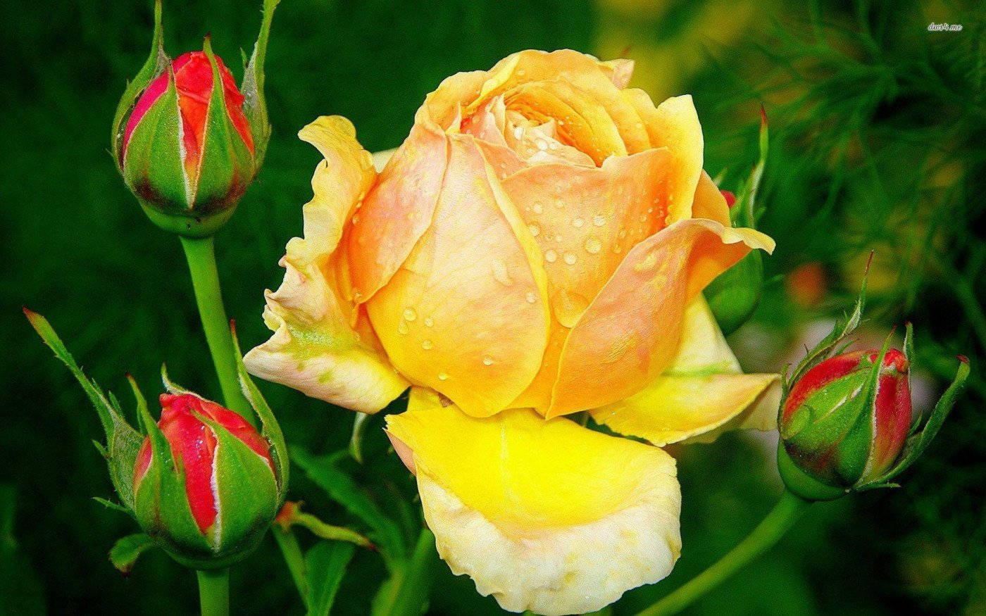 Vibrant Yellow Rose In Full Bloom Wallpaper