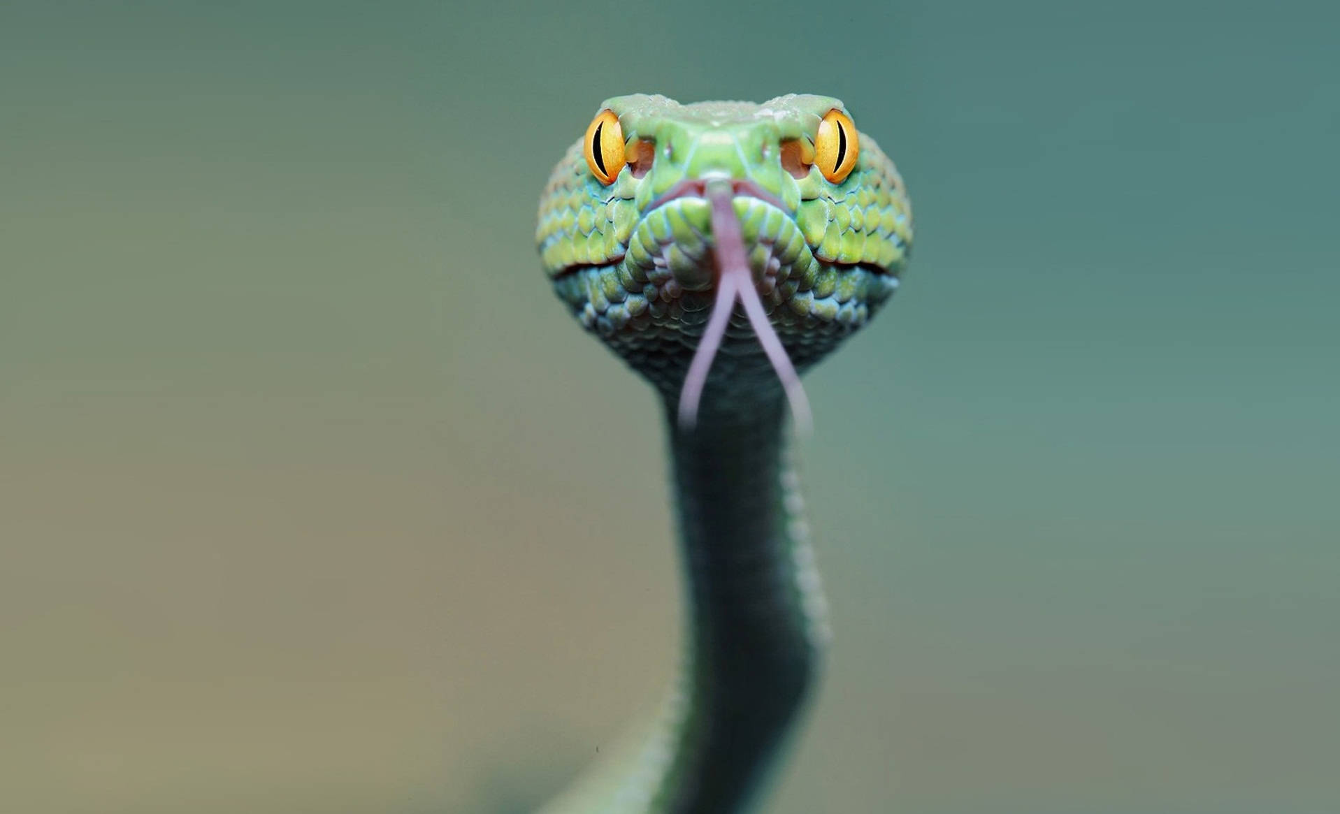 Viper Snake Flicking Tongue Wallpaper