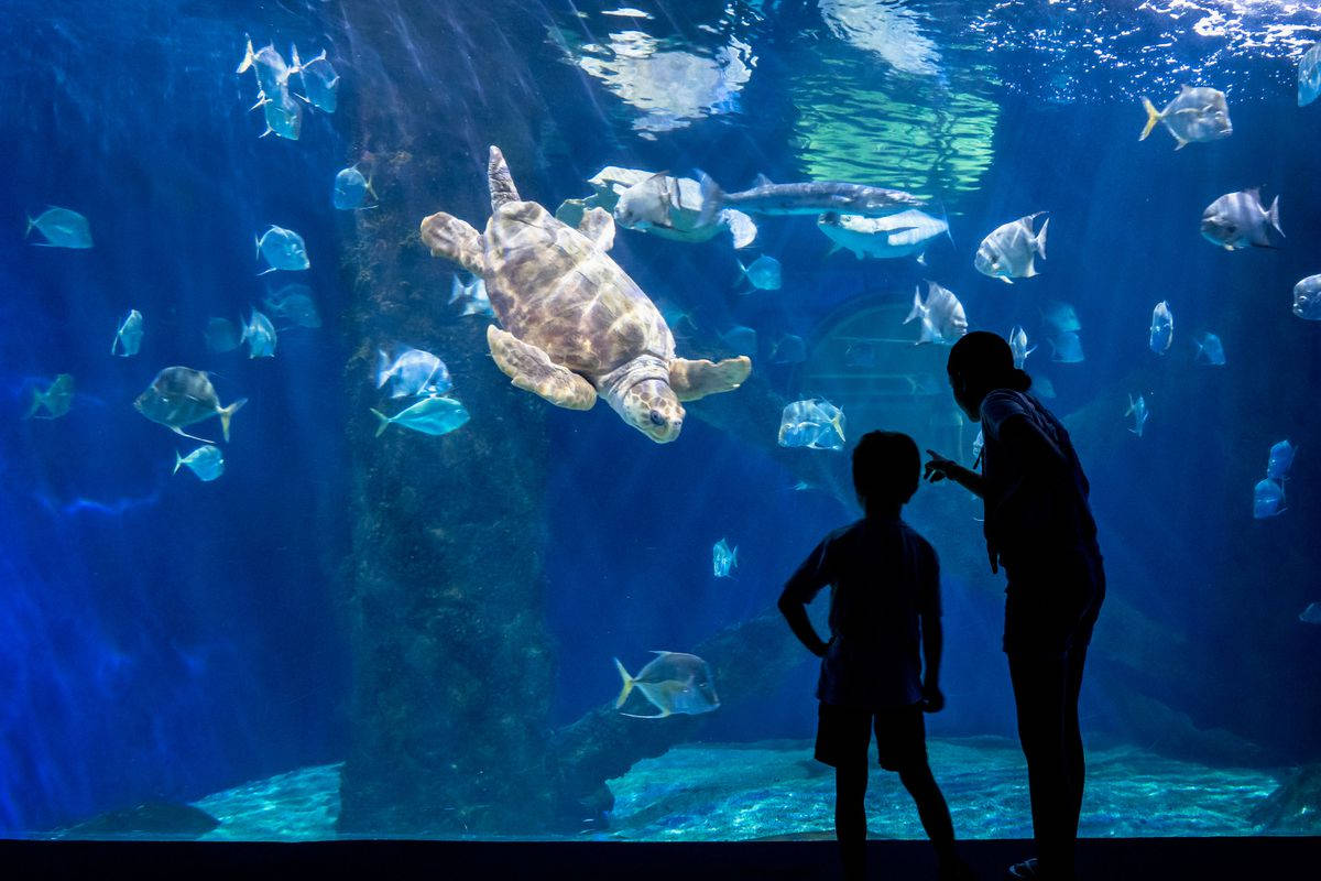 Virginia Marine Science Center Wallpaper