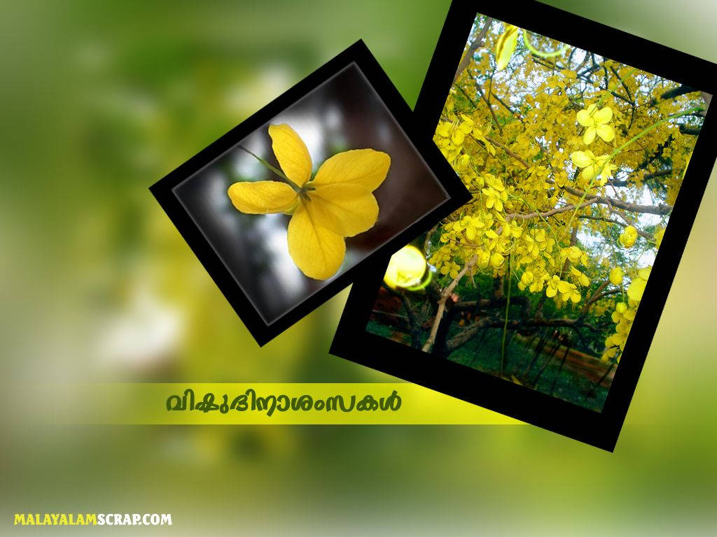 Vishu Festivity Kanikonna Flowers Wallpaper