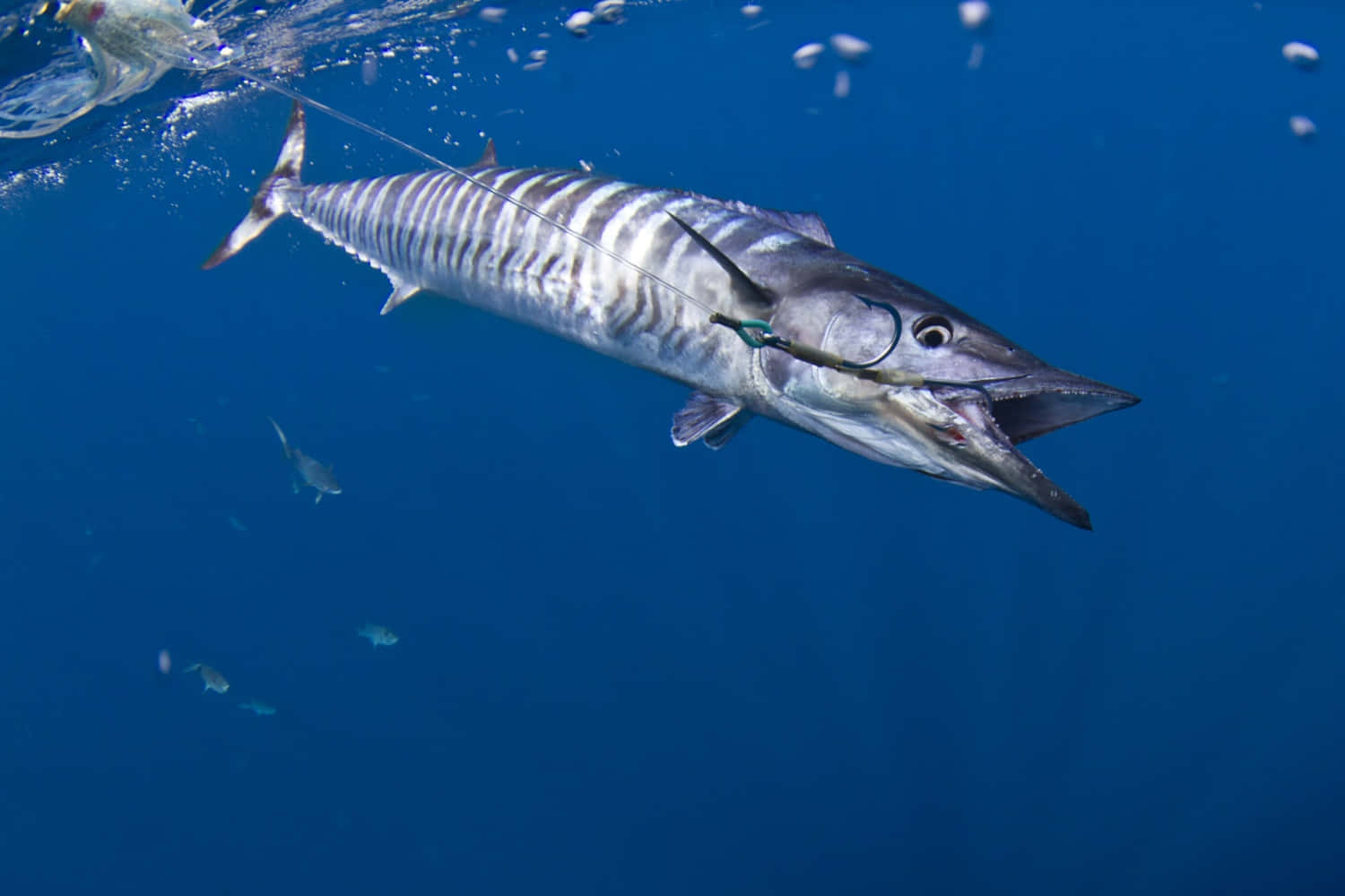 Wahoo Fish Underwater Capture Wallpaper