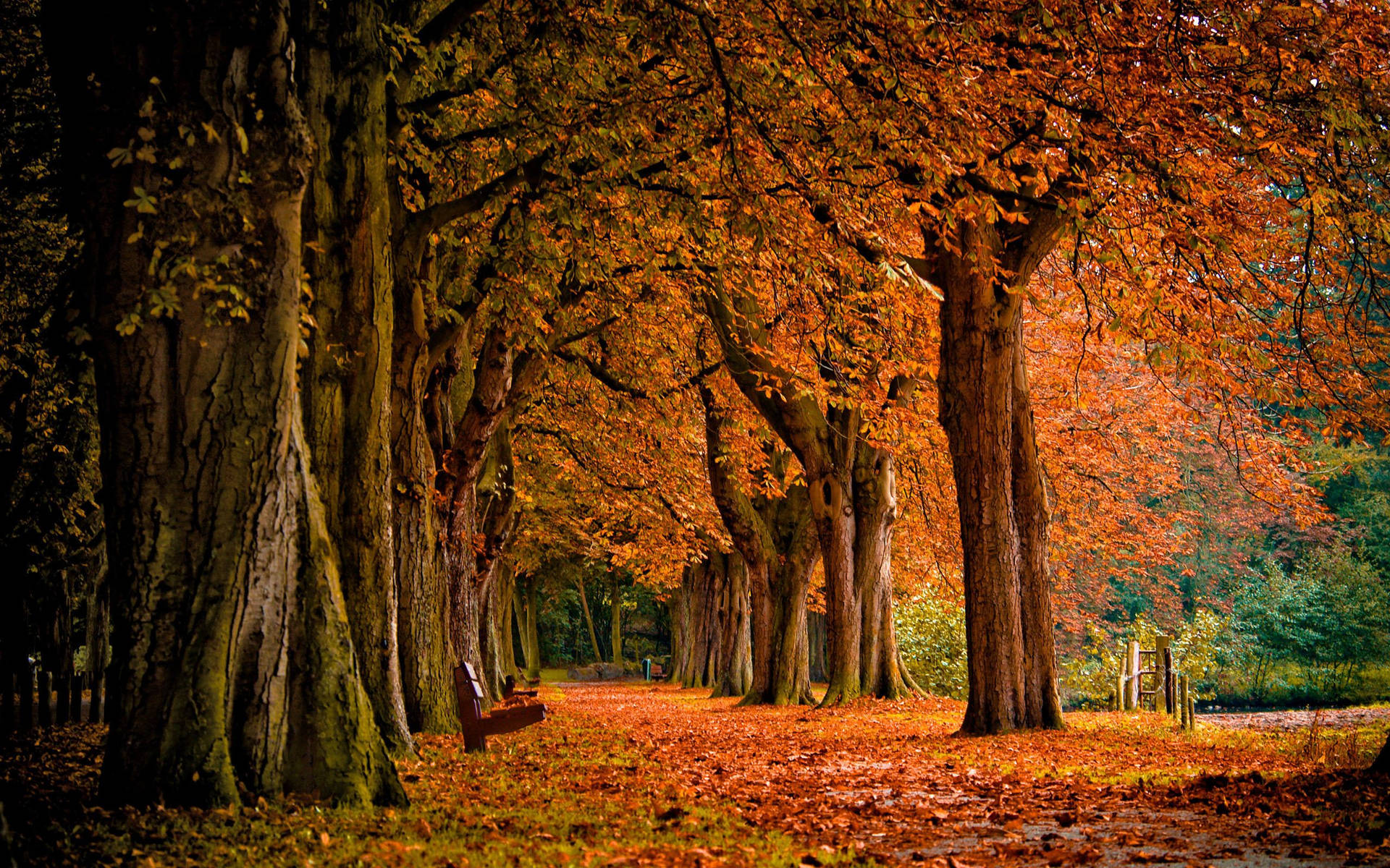 Walk The Orange-lined Road Of Autumn Wallpaper