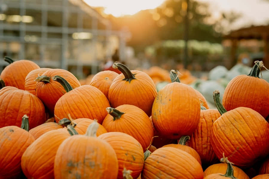 Warm Autumn Harvest Wallpaper