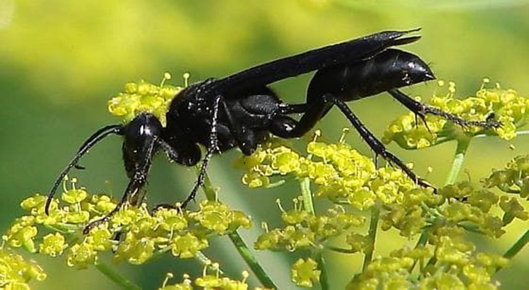 Wasp Great Black Specie Wallpaper