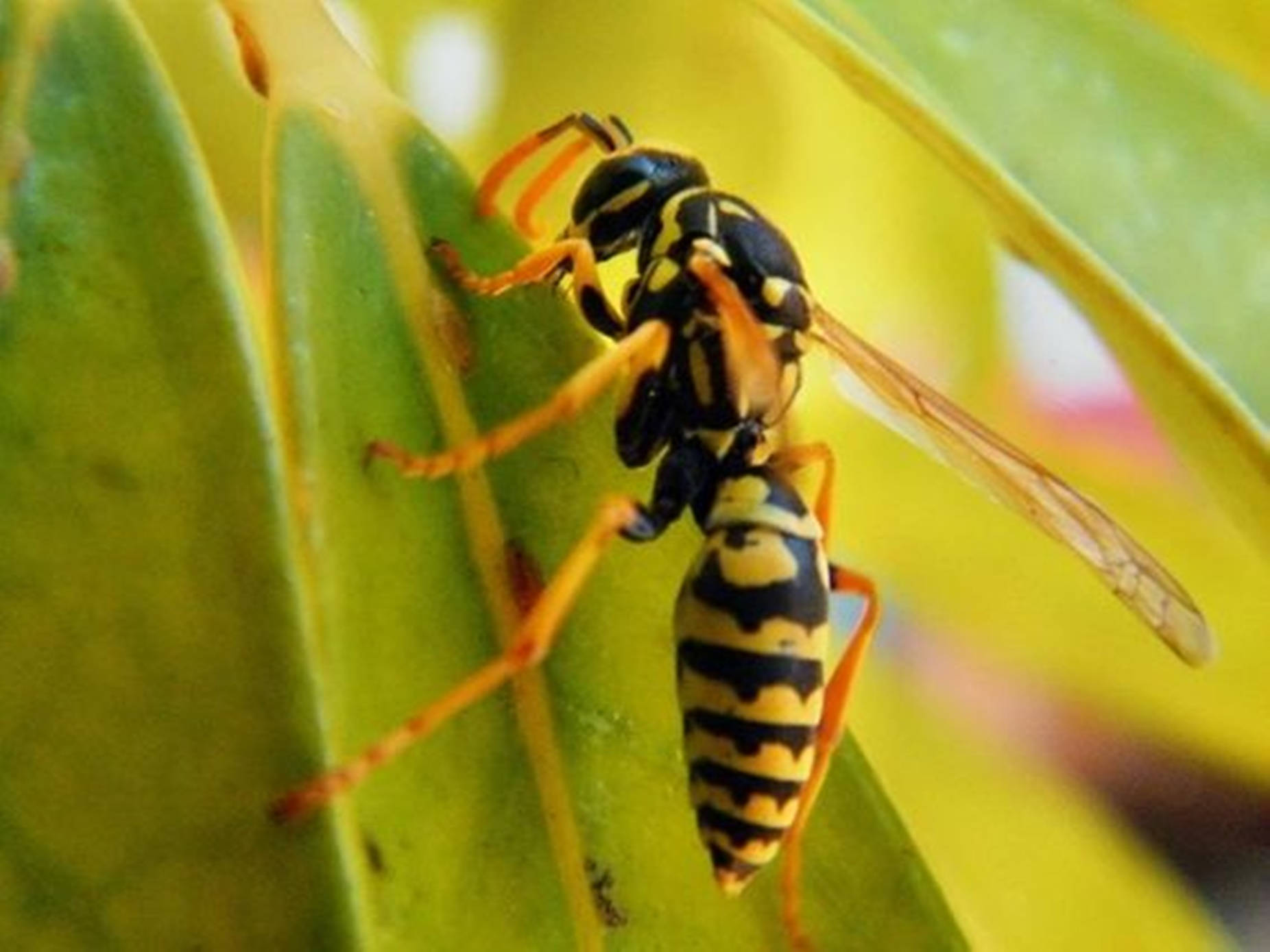 Wasp Perched On A Leaf Wallpaper