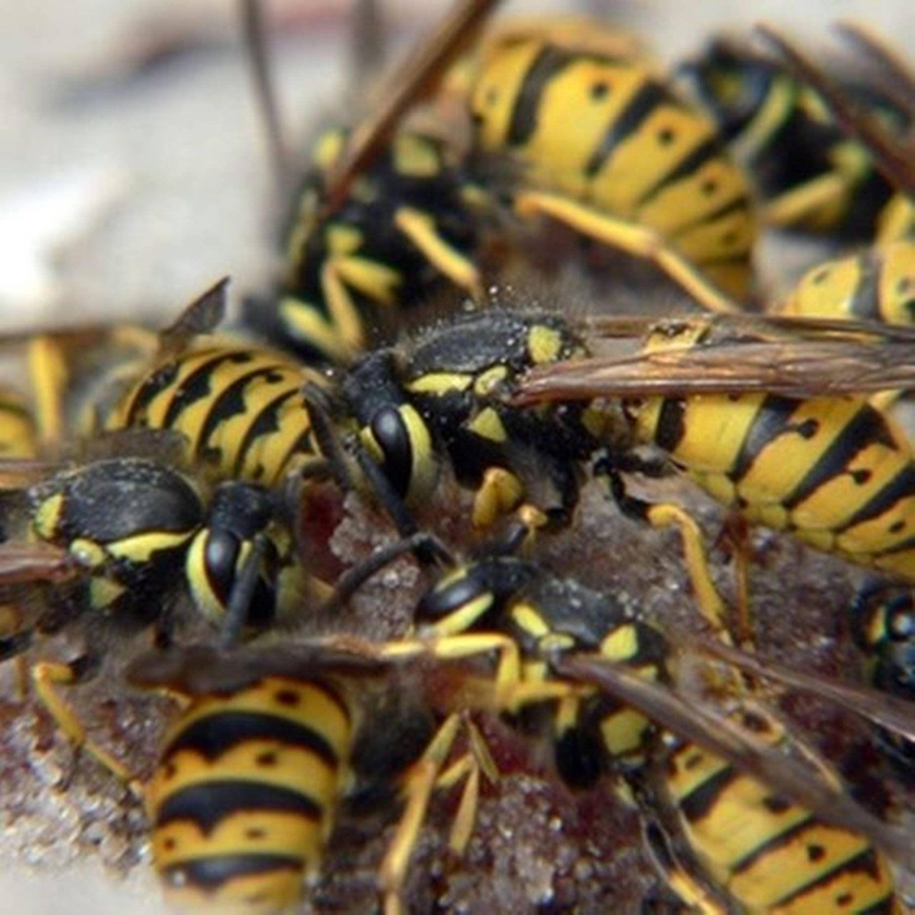 Wasps Worker Class Colonies Wallpaper