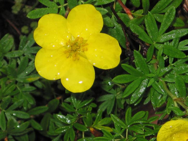 Water Droplets On Flower And Leaves Wallpaper