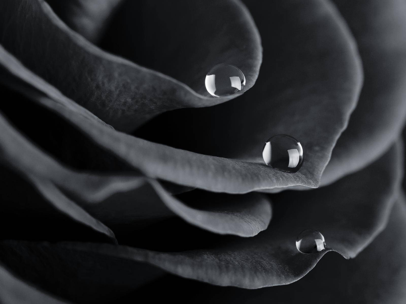 Water Drops On A Black And White Rose Wallpaper