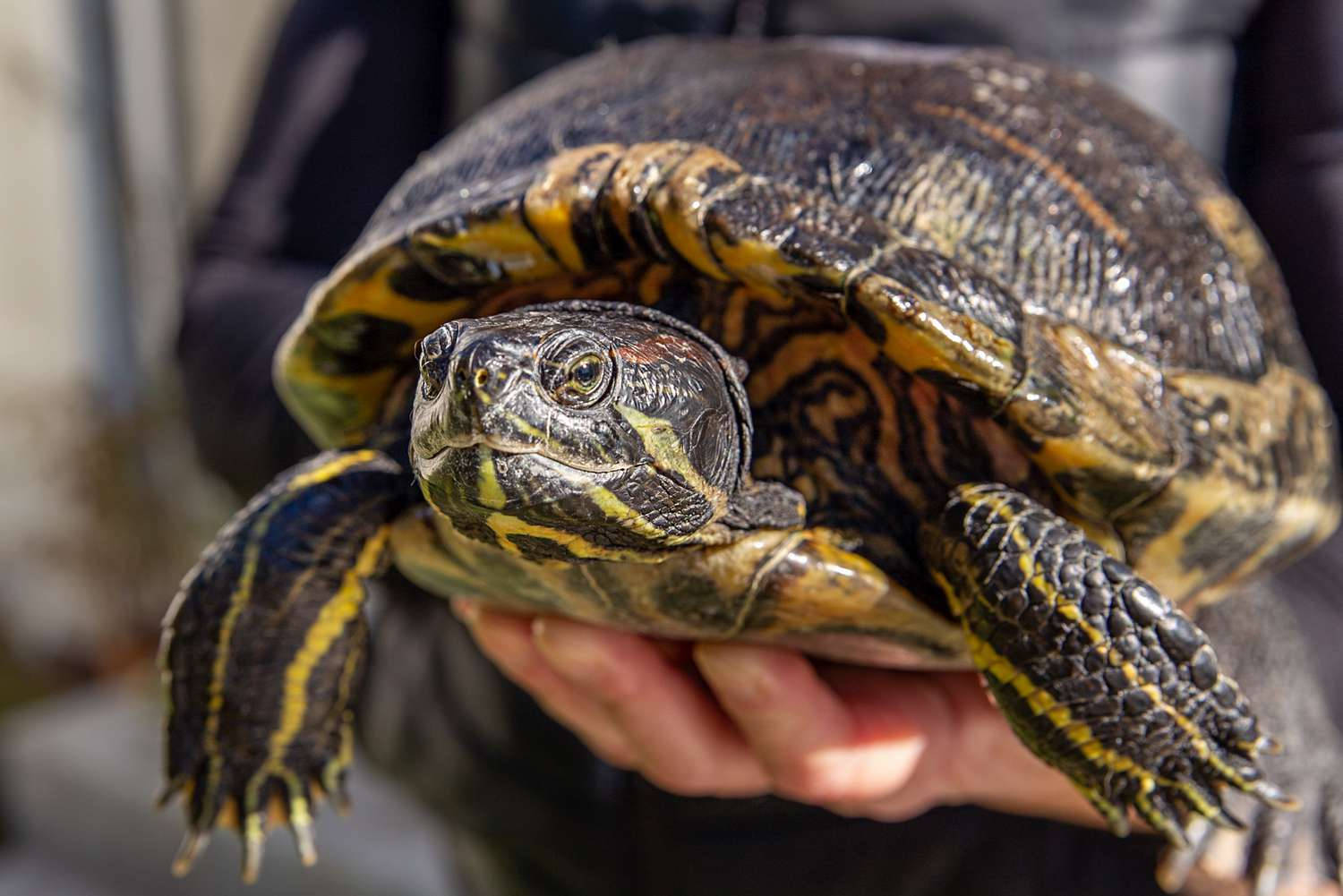 Water Turtle Red-eared Slider Nature Photography Wallpaper