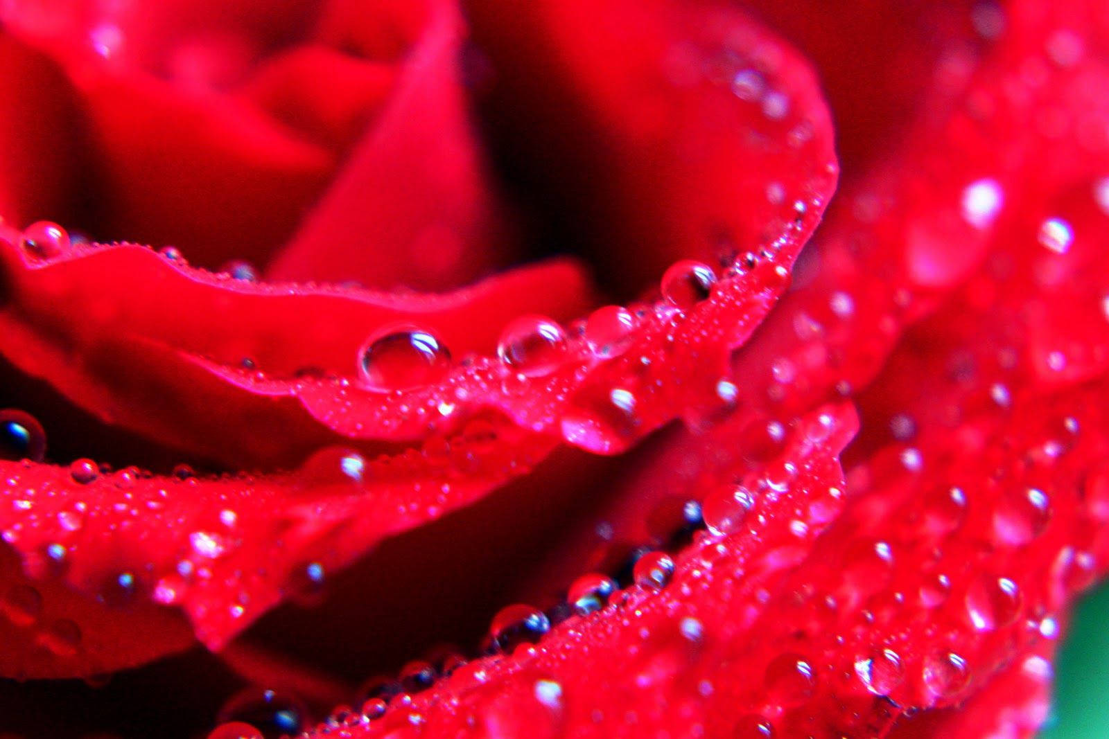 Watered Roses Desktop Wallpaper
