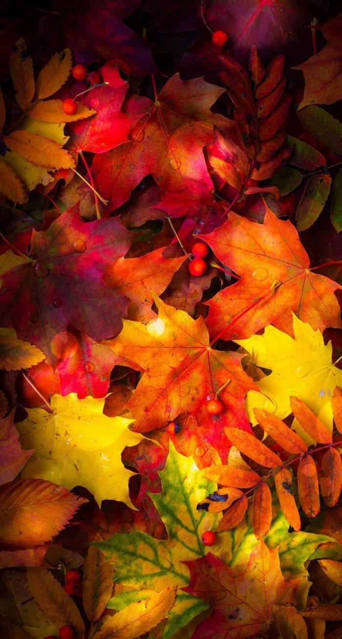 Wet Red Maple Leaves Aesthetic Wallpaper