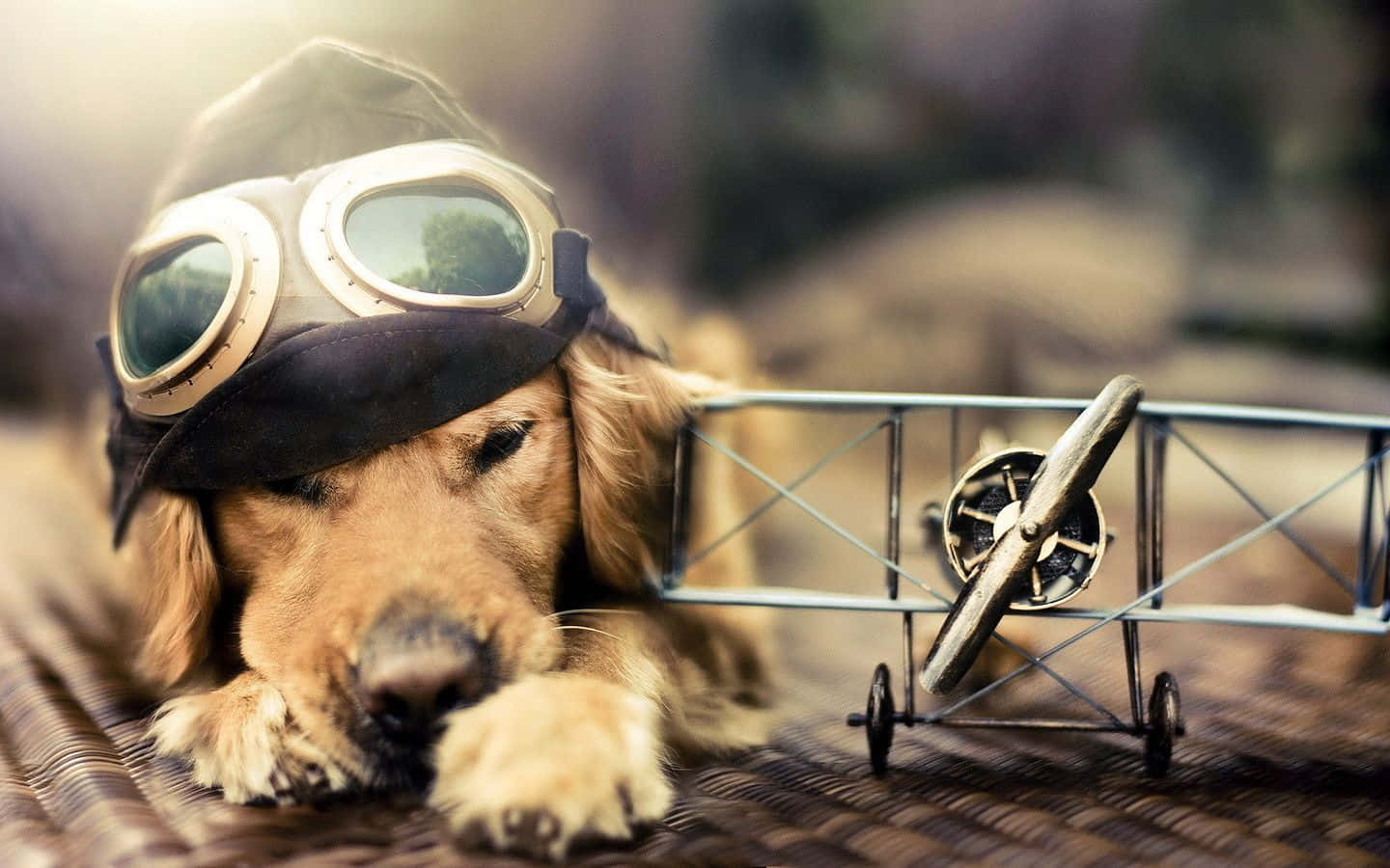 What A Cool Pup! Wallpaper