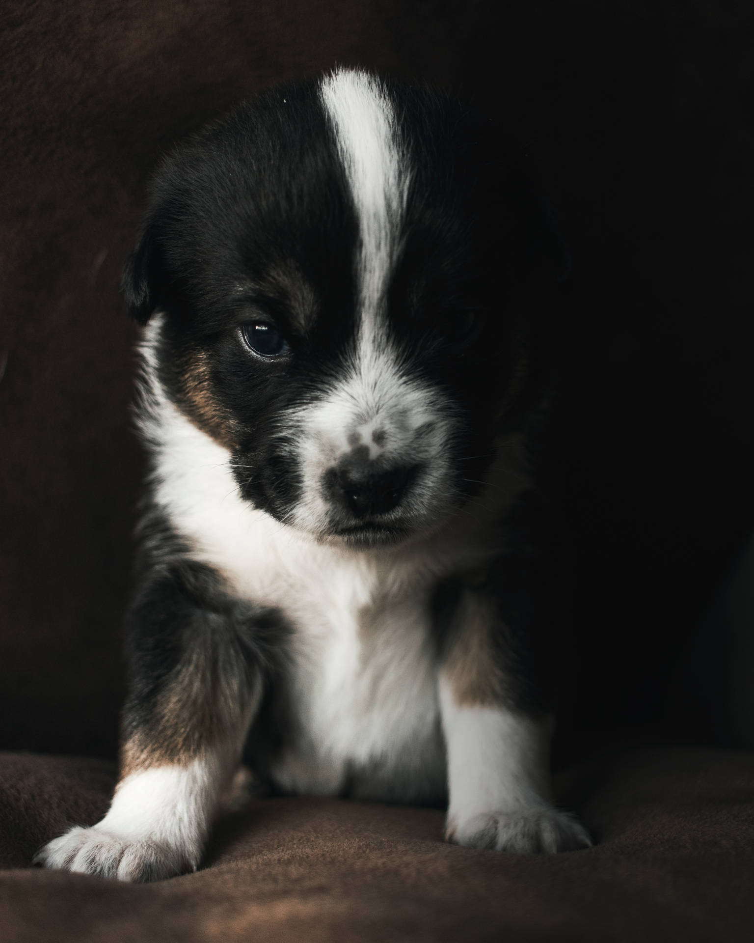 White And Black Cute Puppy On Sofa Wallpaper