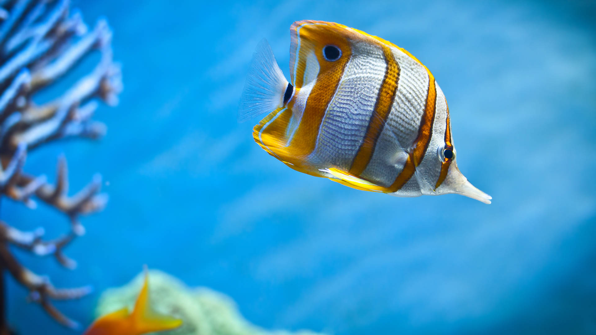 White And Yellow-striped Cool Fish Wallpaper