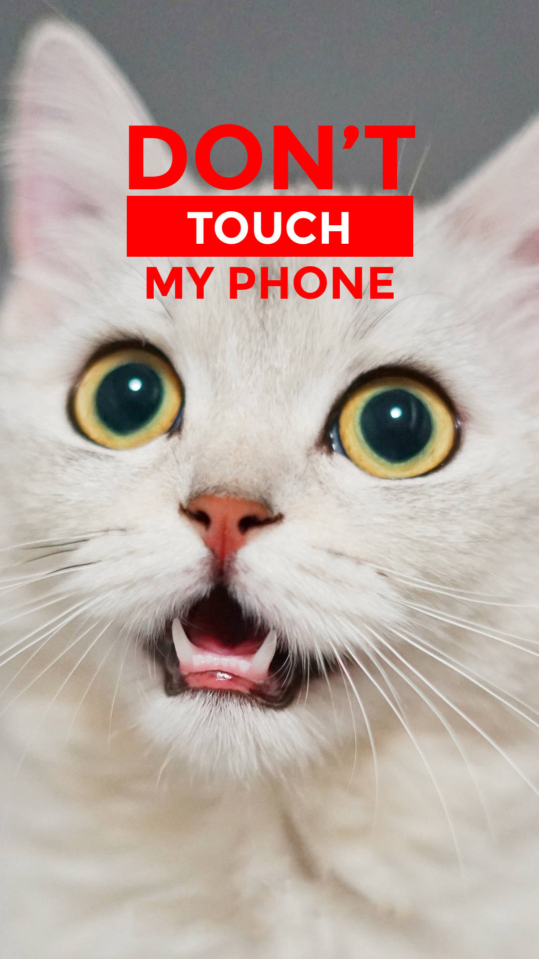 White Cat Don't Touch My Phone Wallpaper Wallpaper
