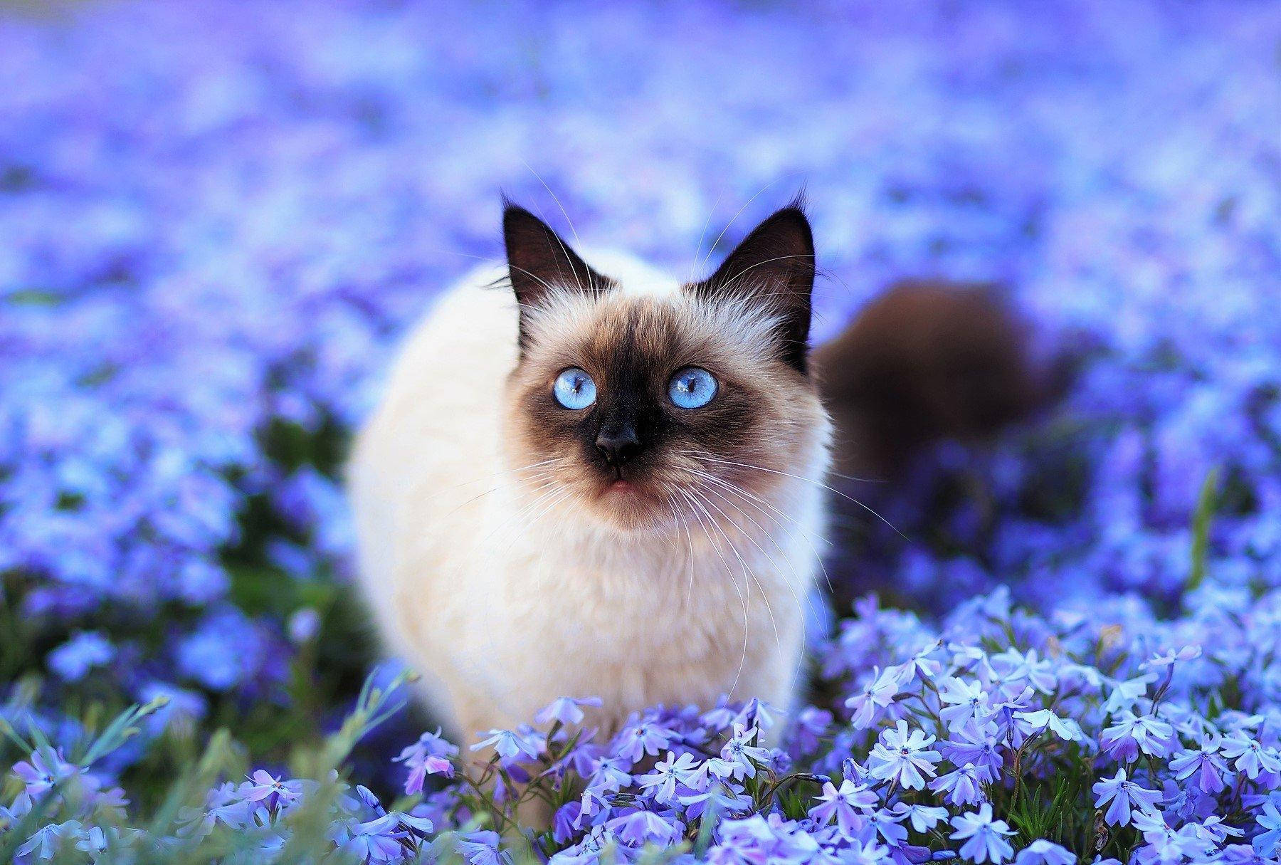 White Cat On Purple Bunga Wallpaper