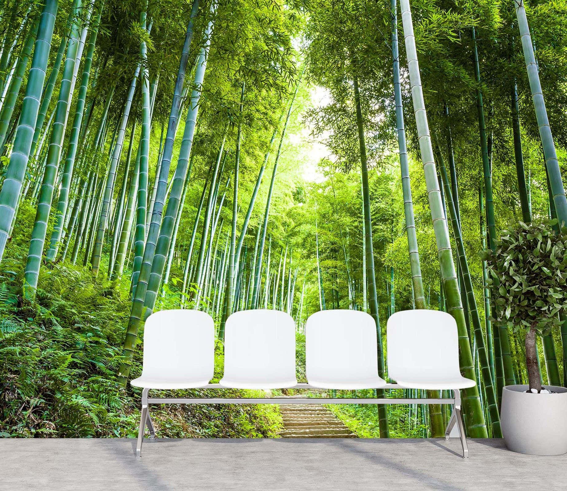 White Chairs In Bamboo Forest Wallpaper