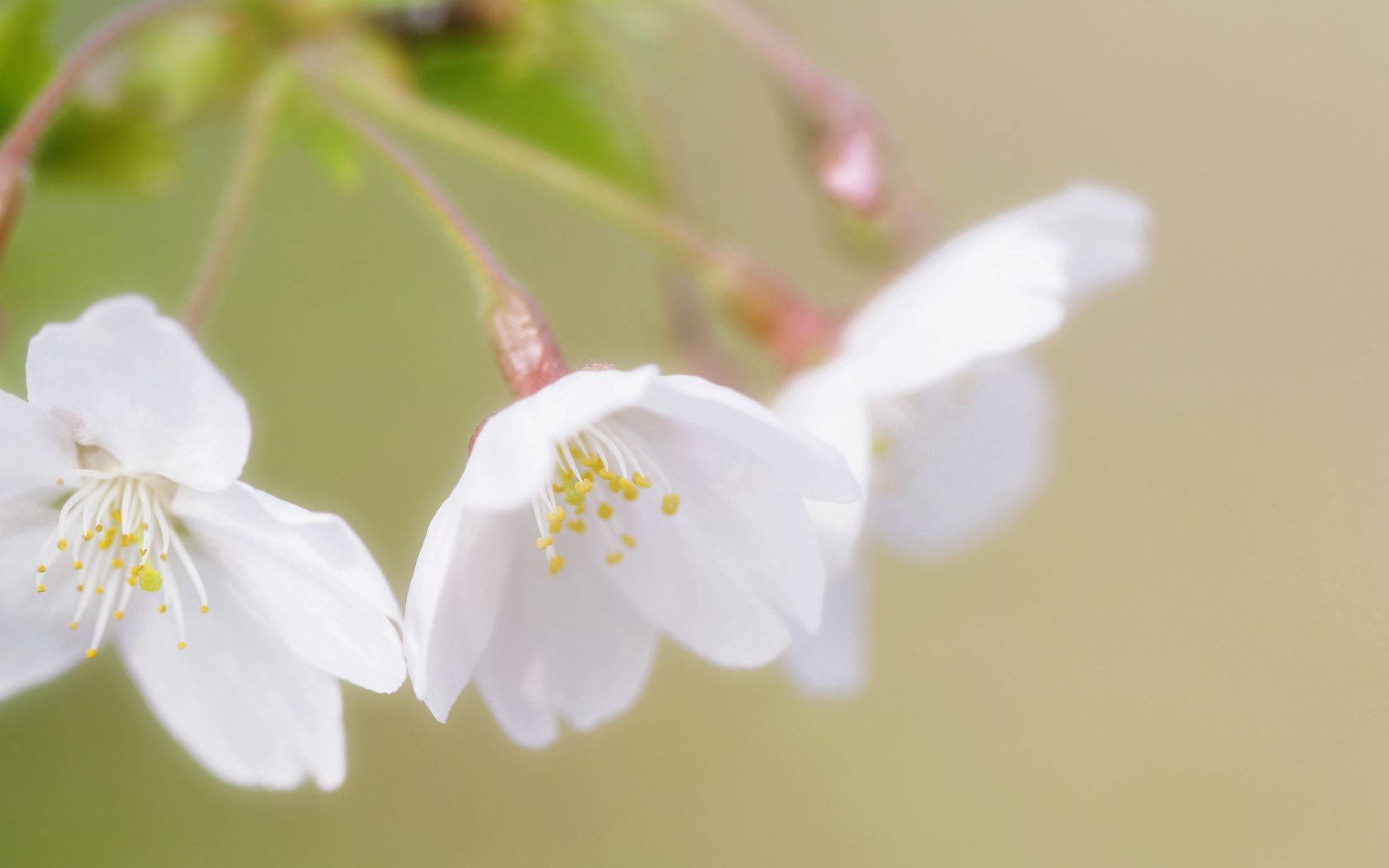 White Cherry Blossom Flowers Wallpaper