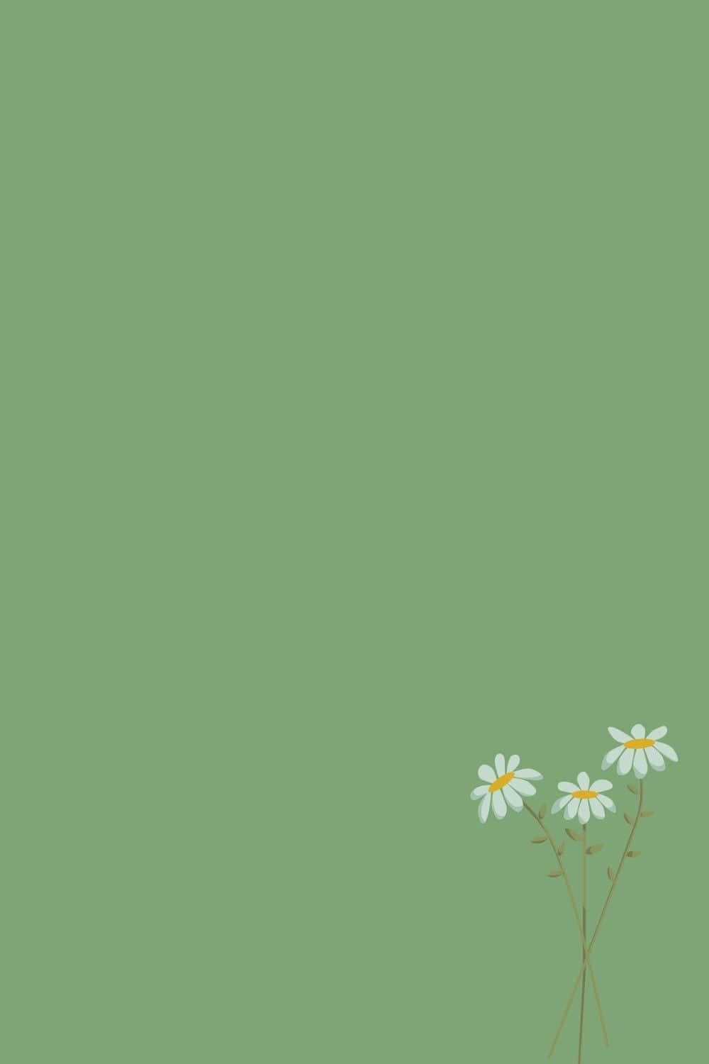 White Common Daisy Against A Cute Sage Green Backdrop Wallpaper