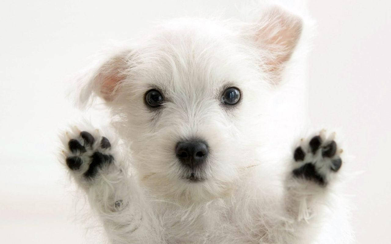 White Cute Puppy Black Paw Wallpaper