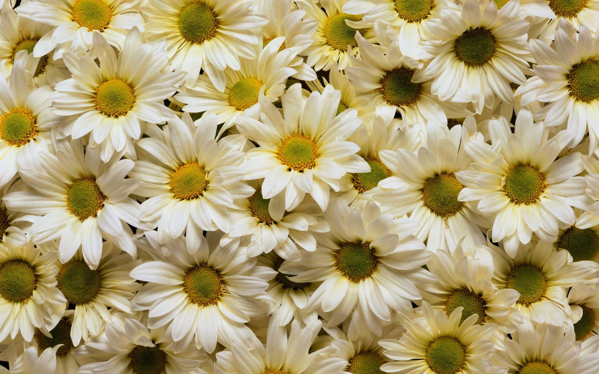 Daisy Laptop Wallpapers | WallpapersOK