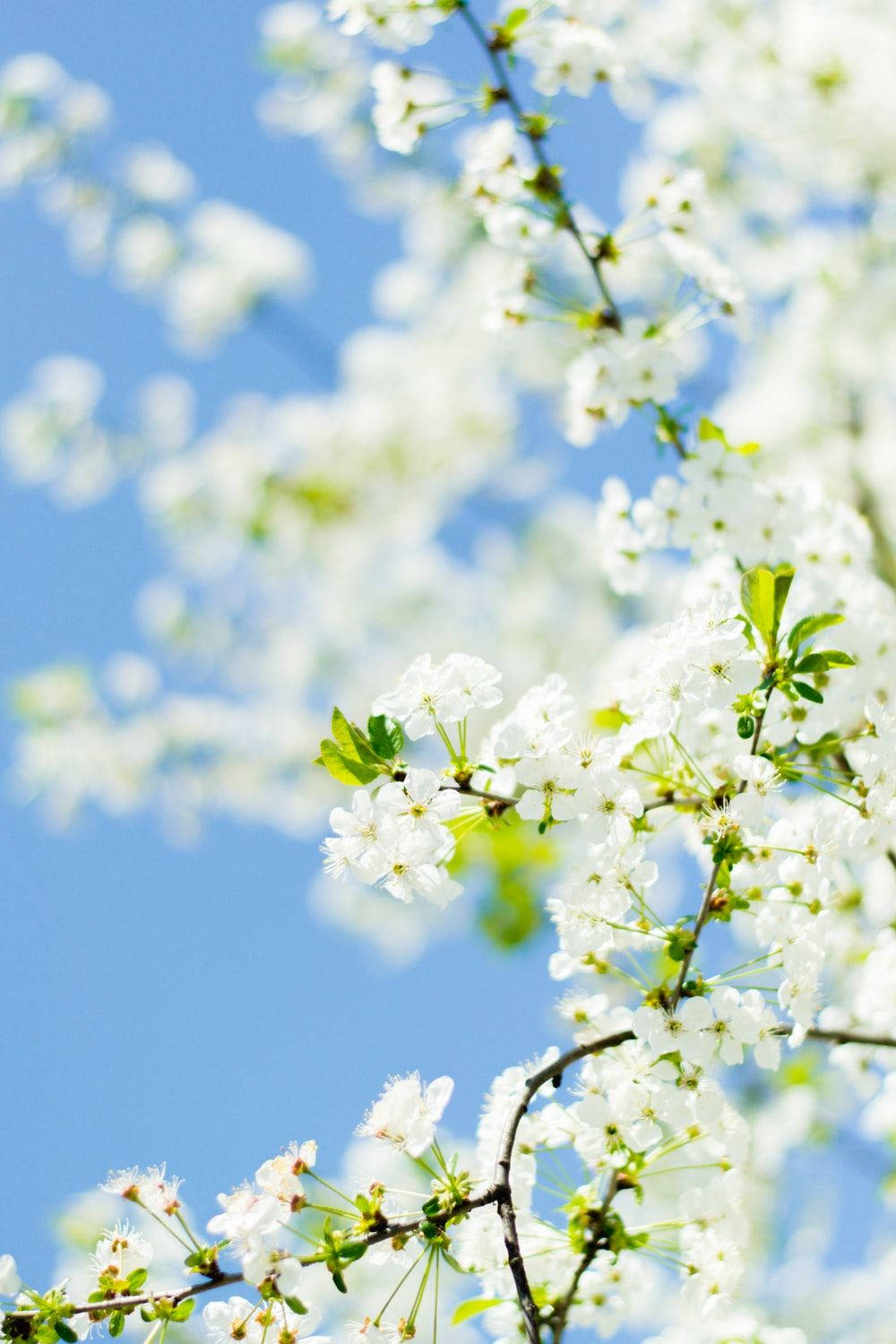 White Flower Against Blue Sky Wallpaper