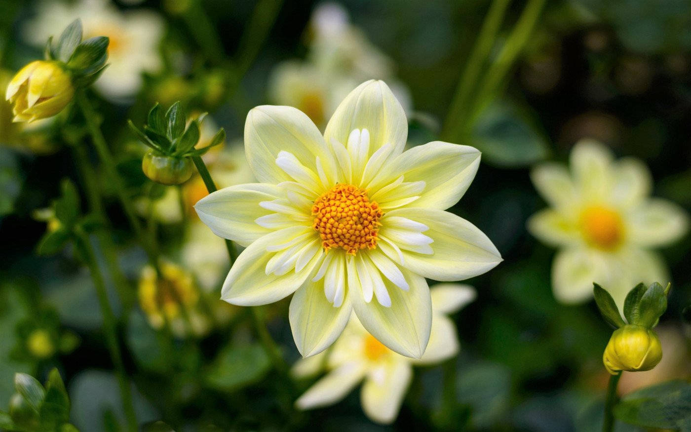 White Flower Dahlias Wallpaper