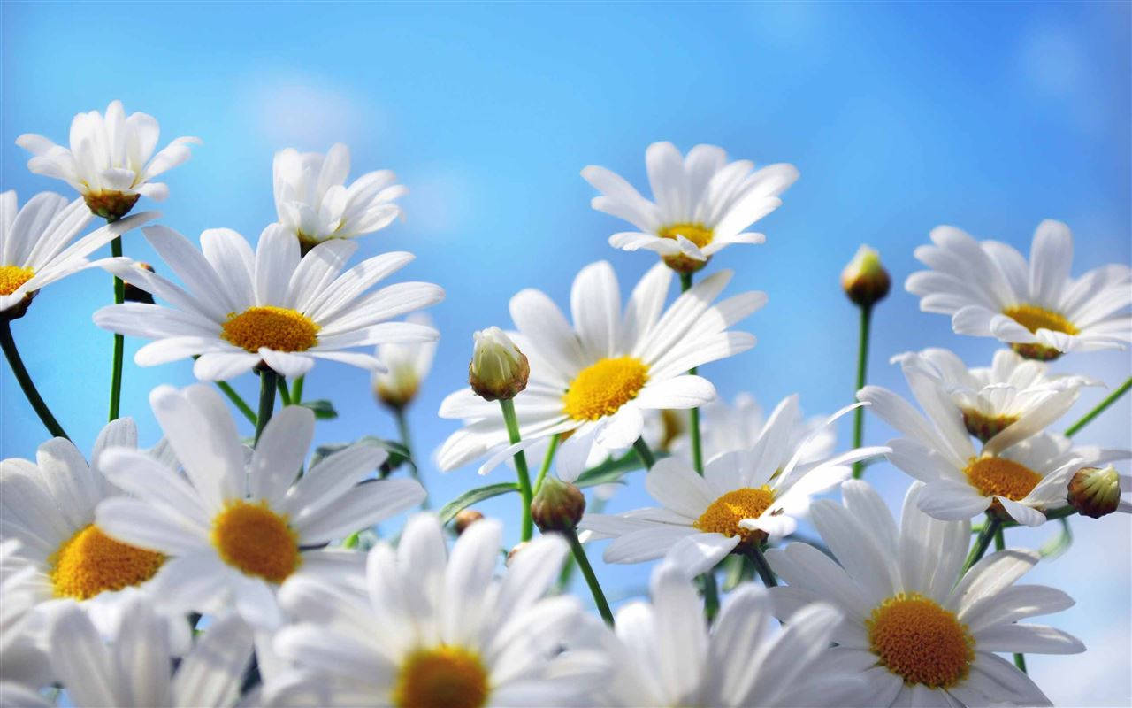 White Flower Daisies For Iphone Wallpaper