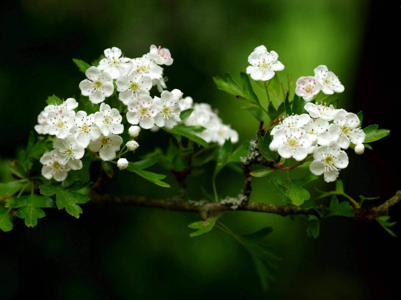 White Flower Hawthorne Wallpaper