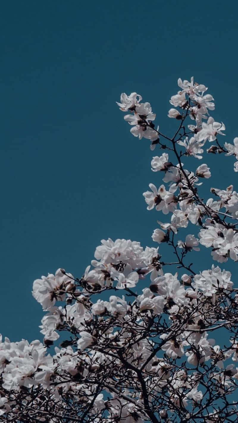 White Flowers On A Tree Against A Blue Sky Wallpaper