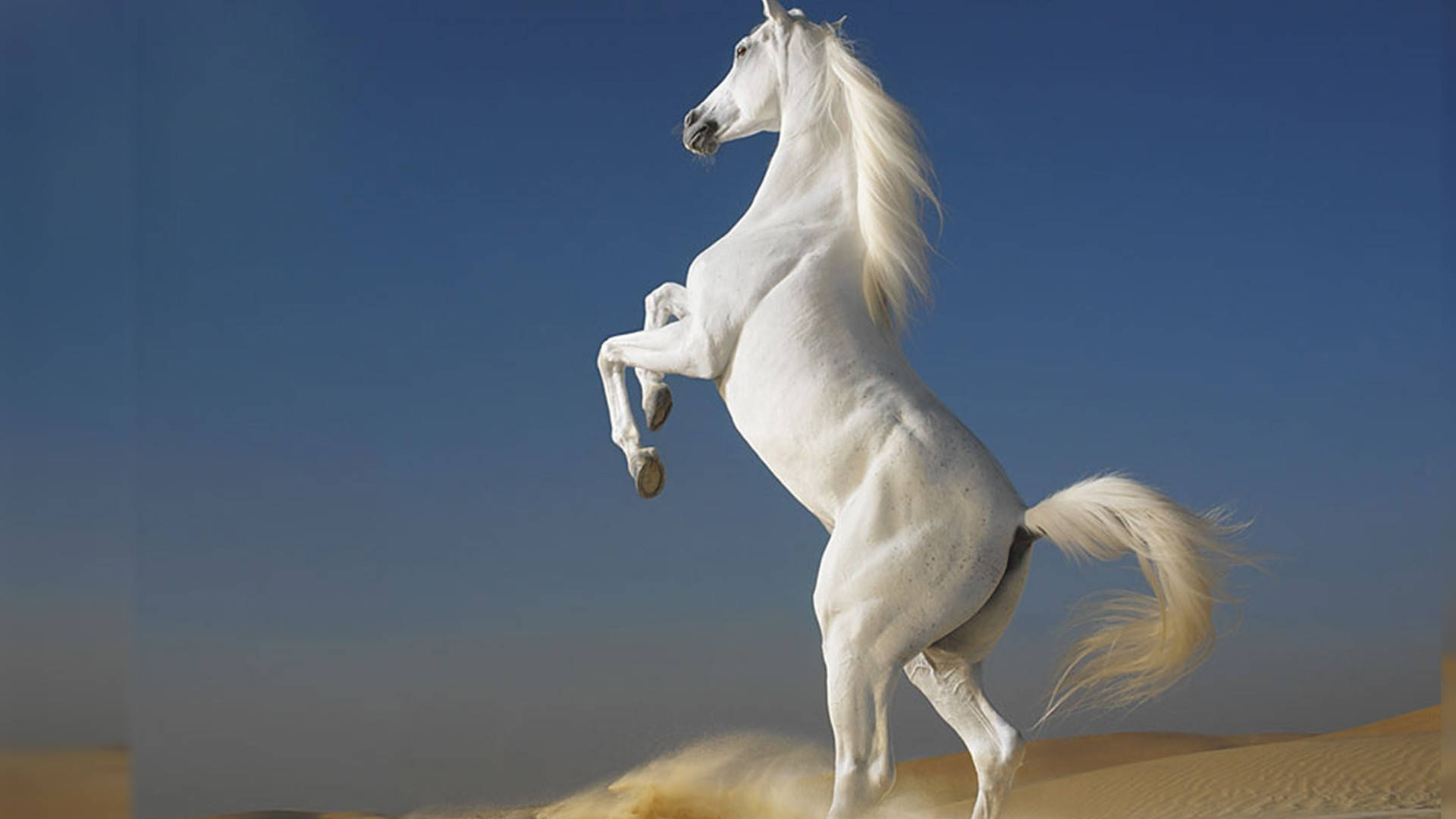White Horse Best Desktop Wallpaper