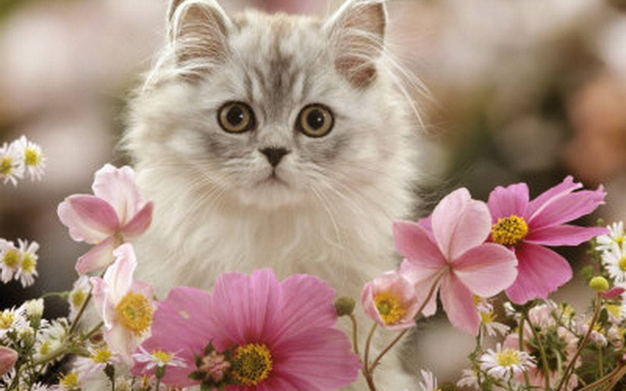 White Kitten With Flowers Wallpaper