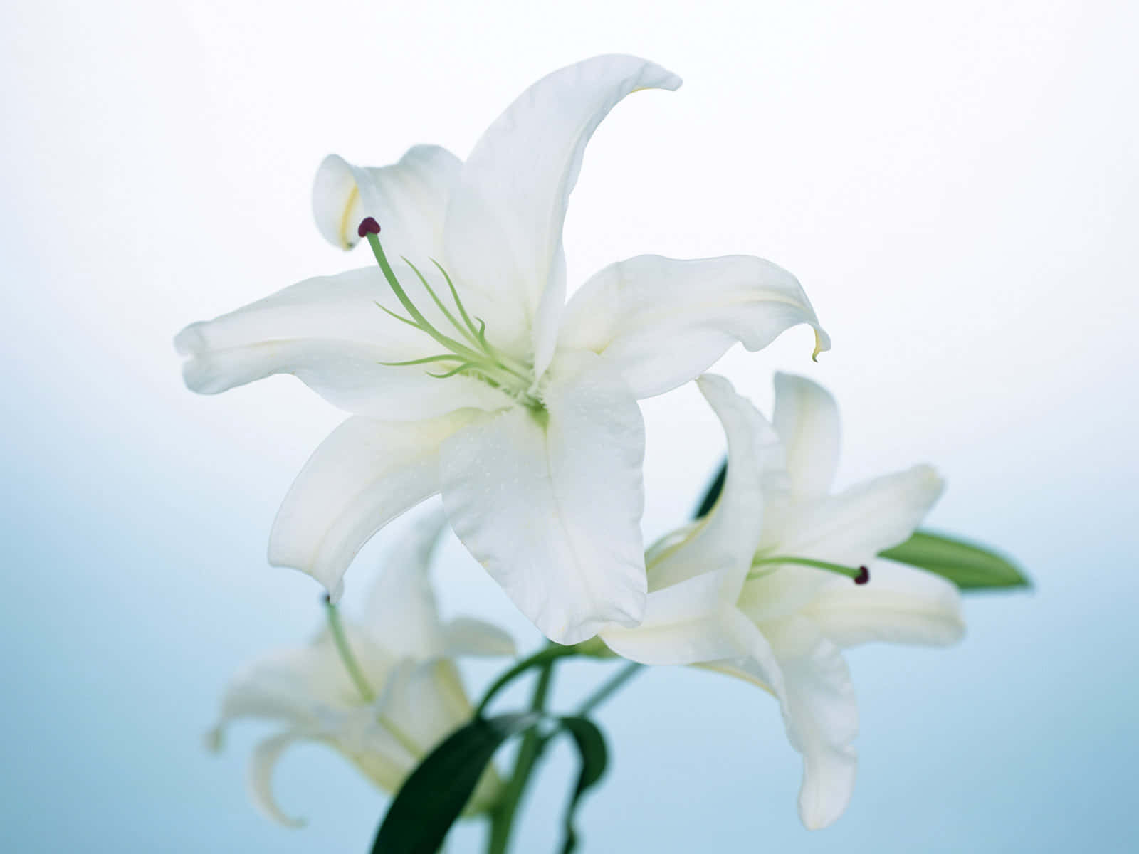 White Lily Flowers Wallpaper