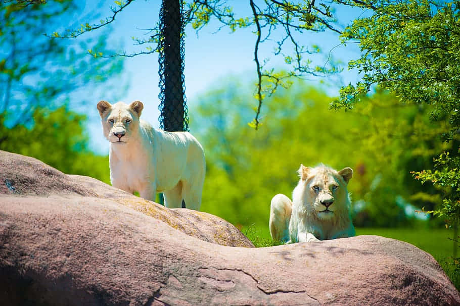 White Lions In A Zoo Wallpaper
