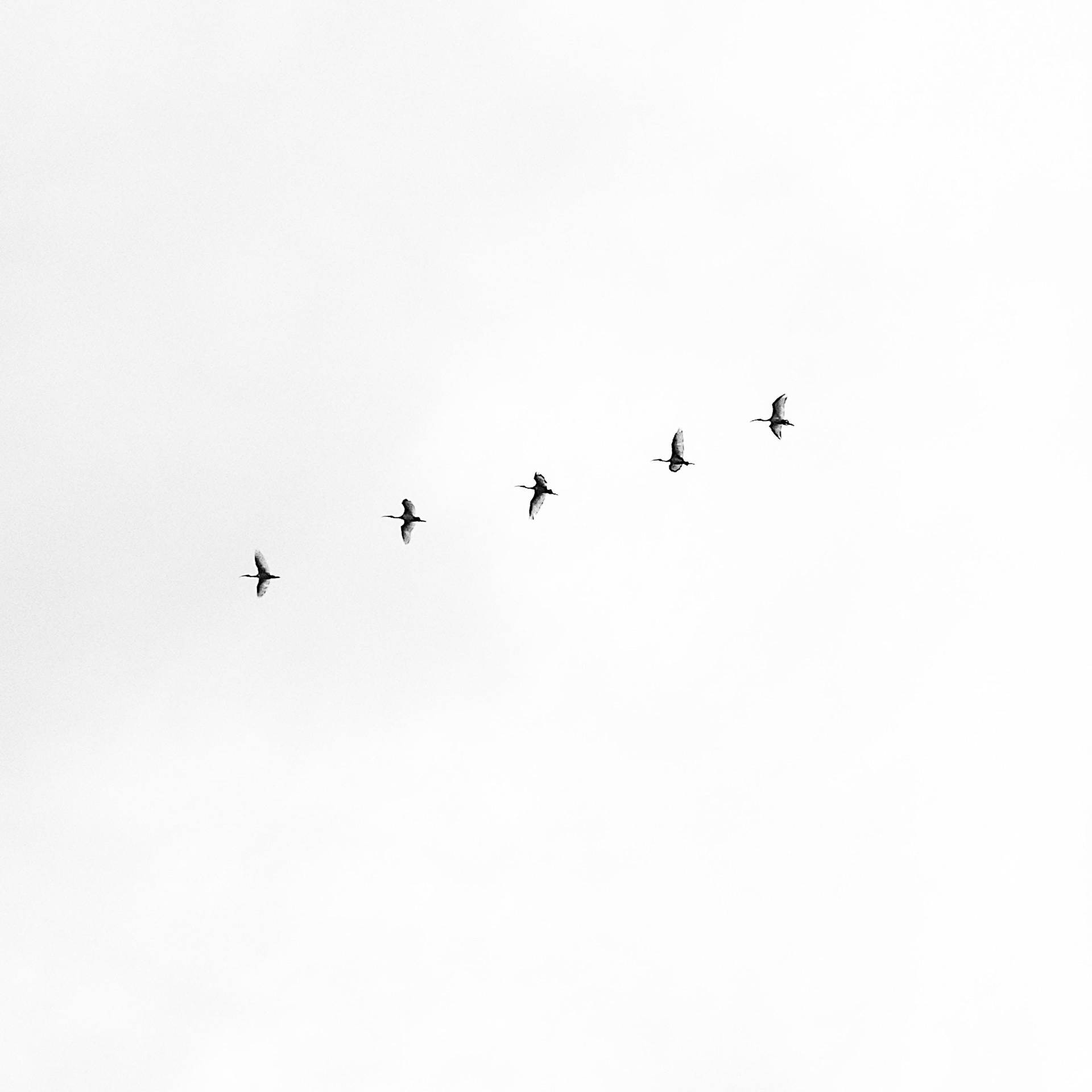 White Minimalist Flock Of Birds Wallpaper