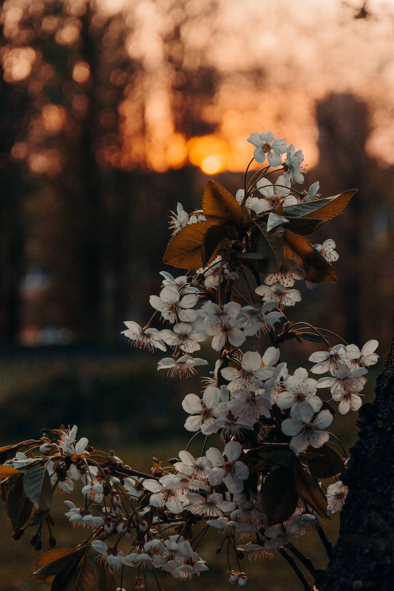 White Petaled Flowers Iphone Whatsapp Wallpaper