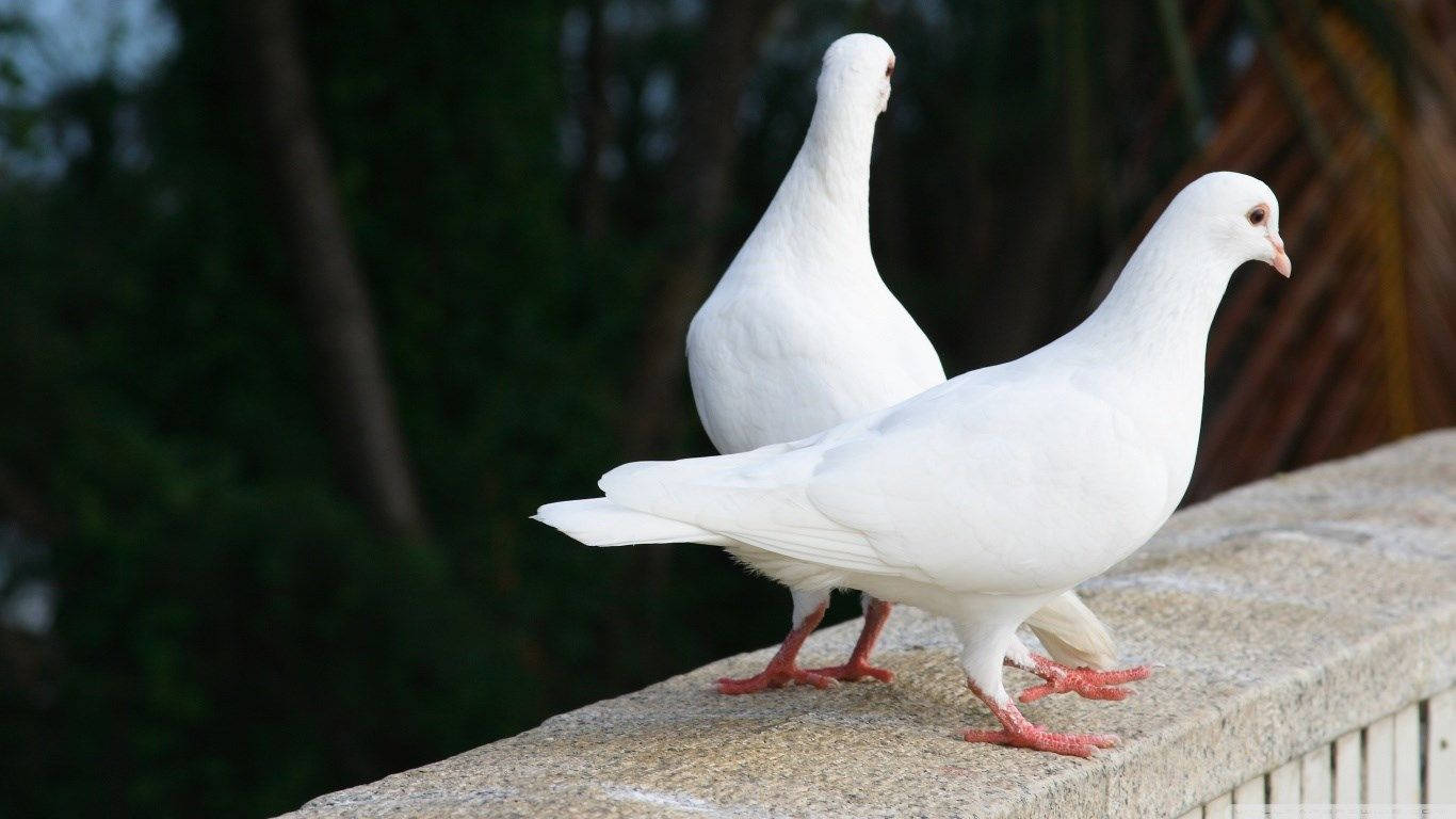 White Pigeon Birds On Platform Wallpaper