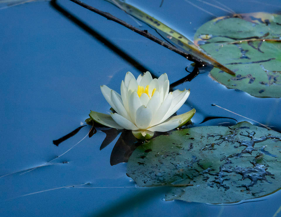 White Pygmy Water Lily Wallpaper