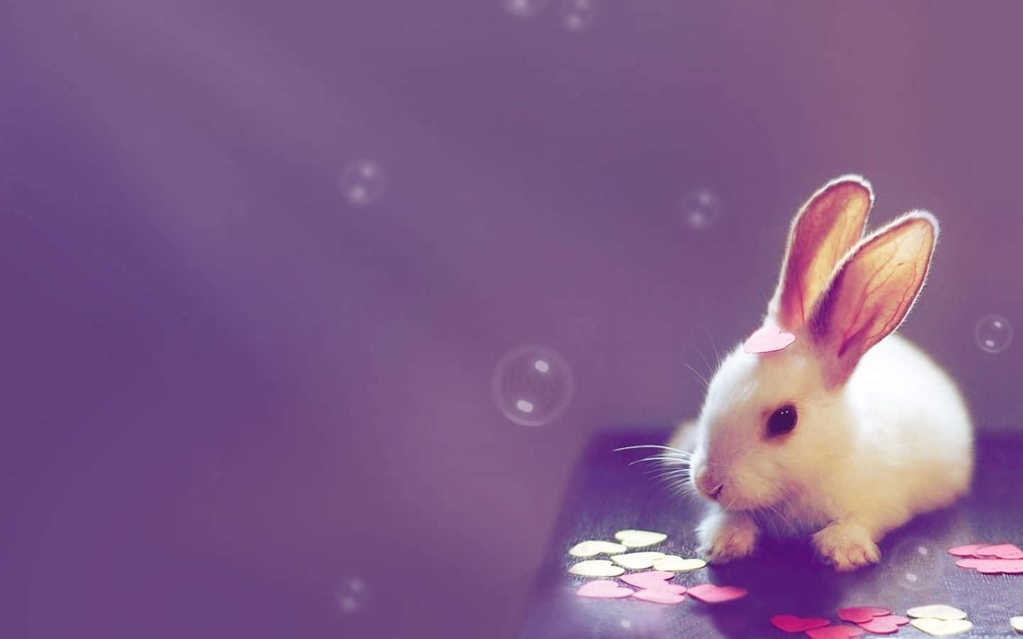 White Rabbit Cute Pc Background Wallpaper Wallpaper