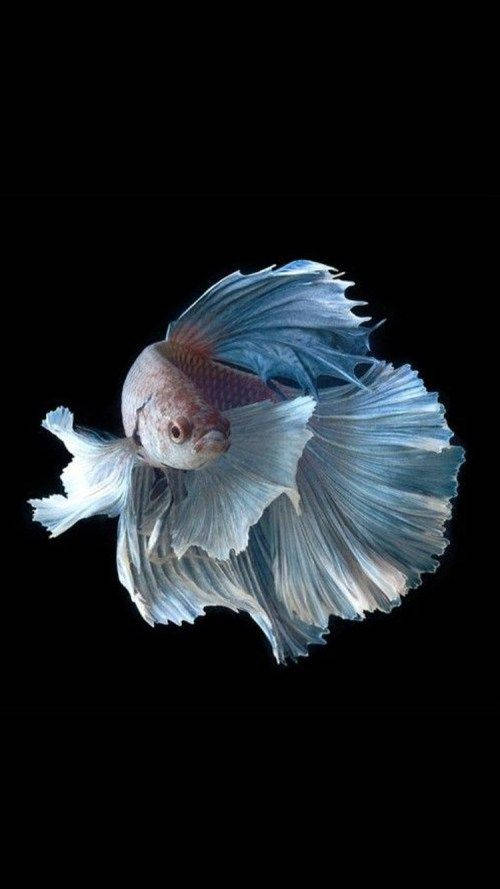 White Siamese Fighting Fish Iphone Wallpaper