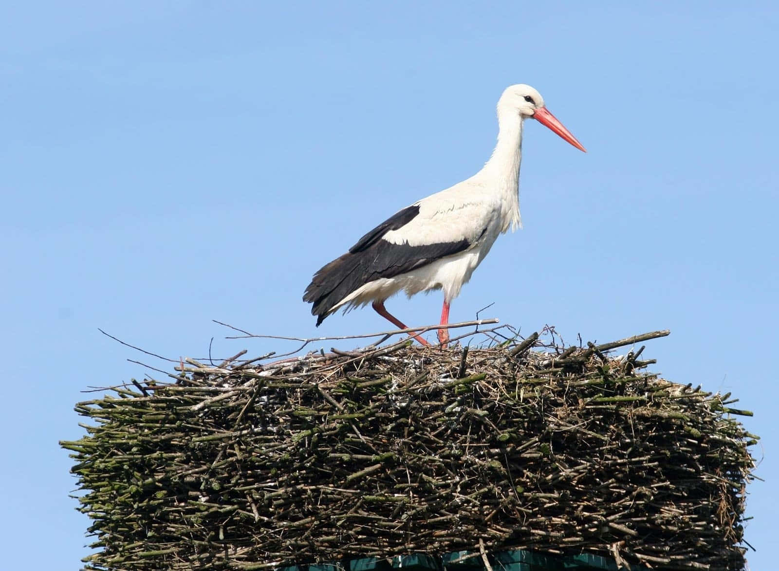 White Stork Standingon Nest.jpg Wallpaper