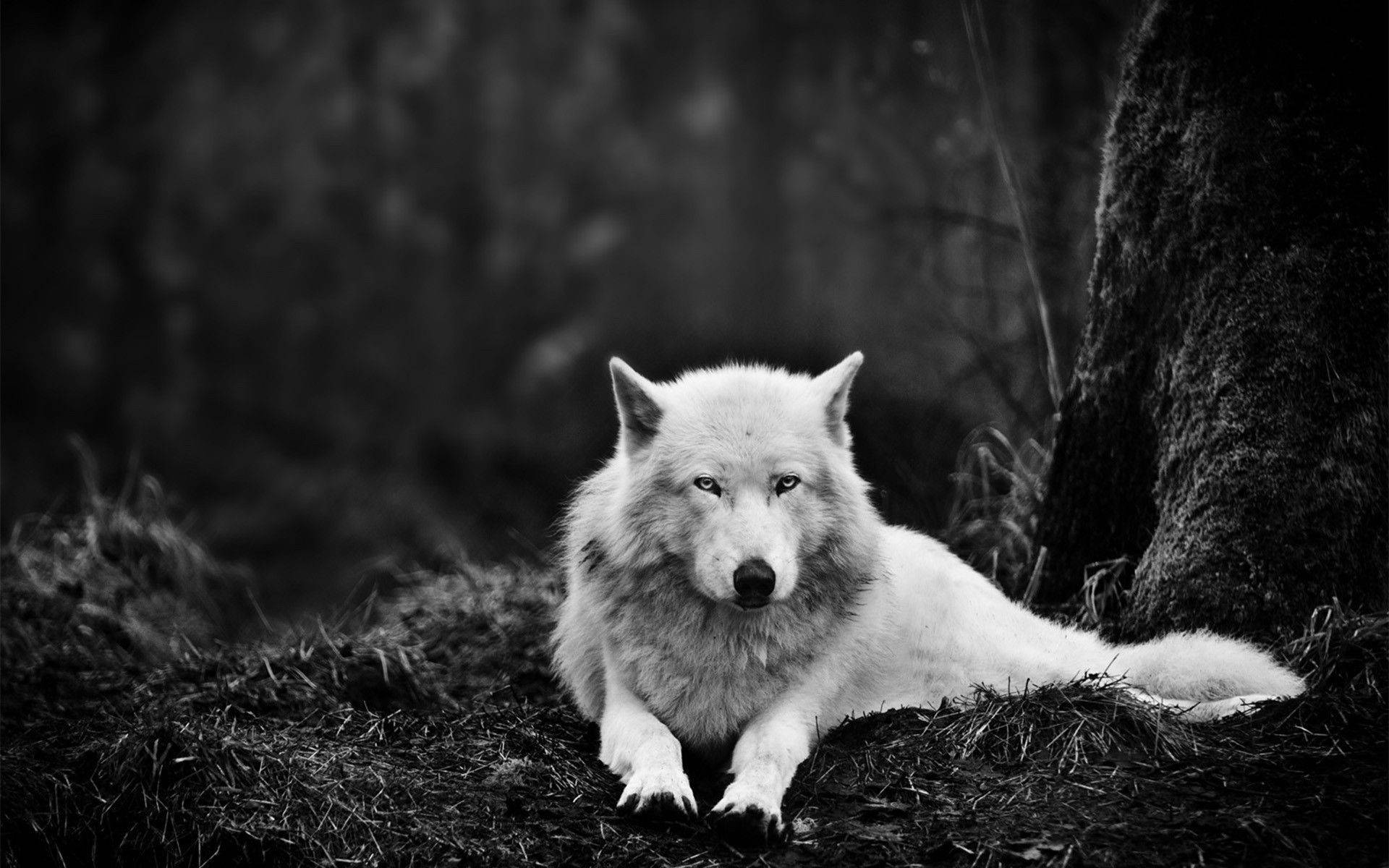 White Wolf In Forest Cool Pc Wallpaper