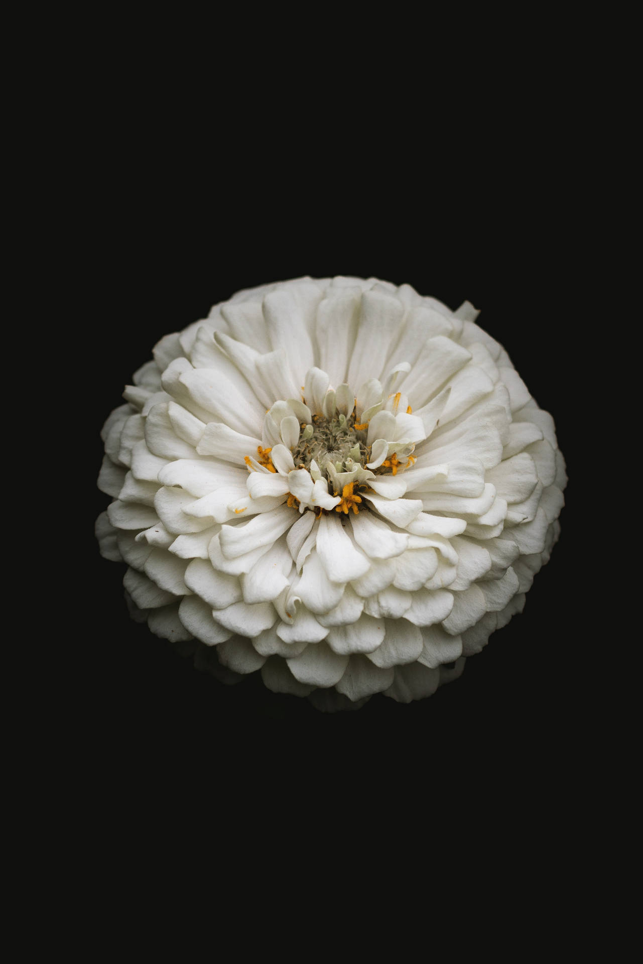 White Zinnia Flower In Natural Setting Wallpaper