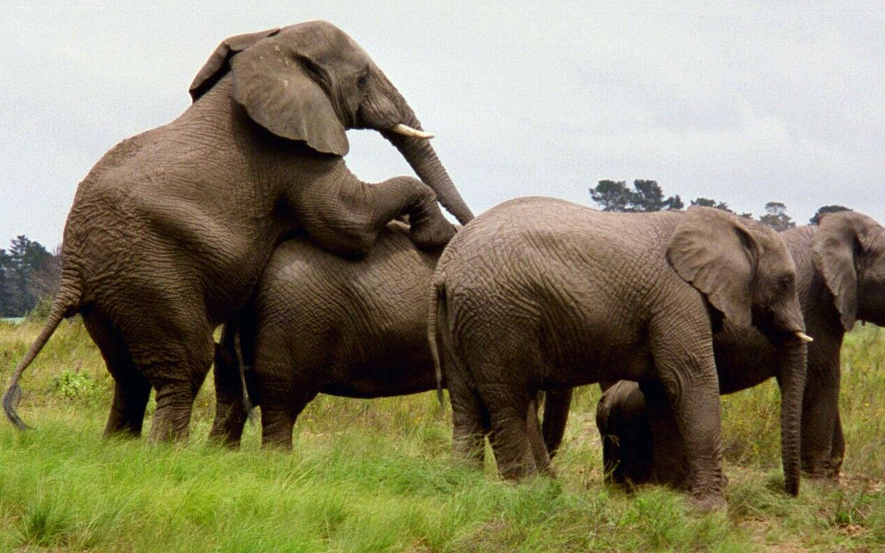 Wild Elephant Mating Wallpaper