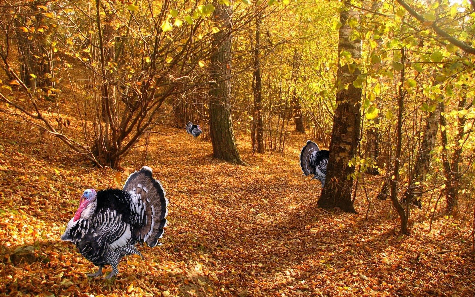 Wild Turkeys For Thanksgiving Wallpaper