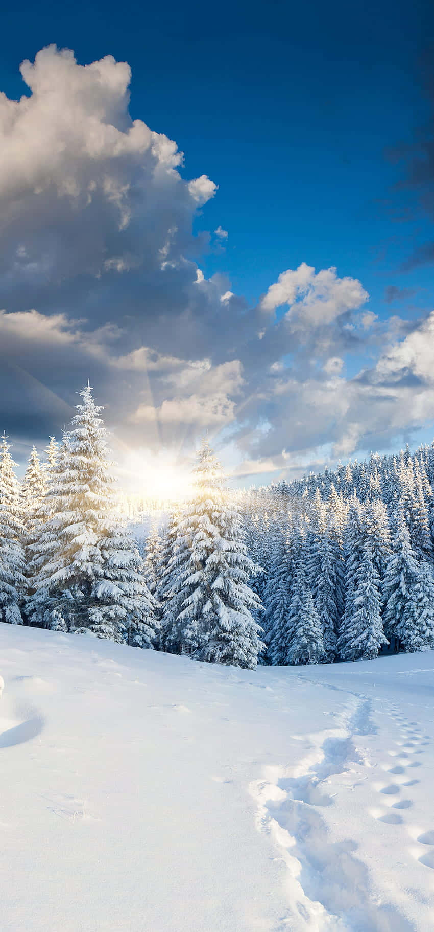 Winter_ Sunrise_ Forest_ Snowscape.jpg Wallpaper