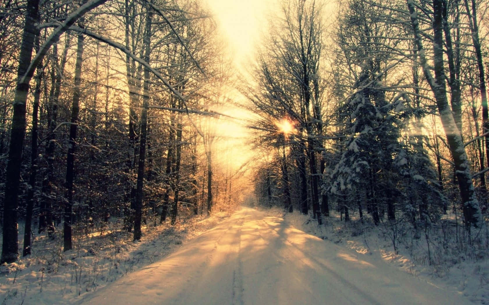 Winter Woods For Laptop Wallpaper