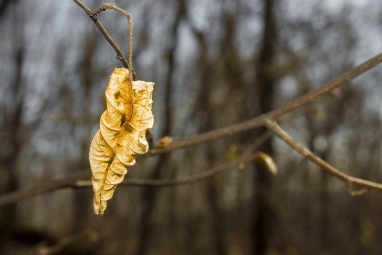 Withered Yellow Leaf Beautiful Autumn Desktop Wallpaper