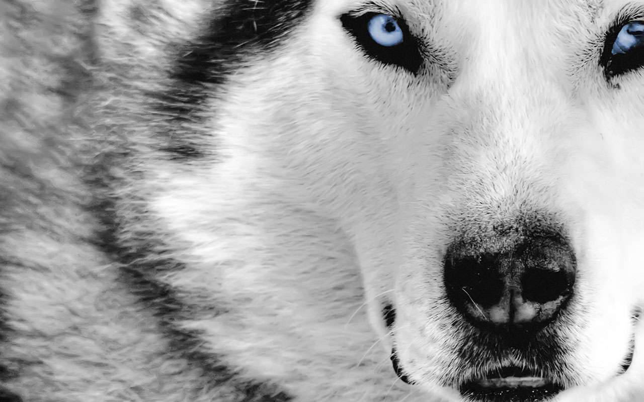 Wolf Close-up Cool Pc Wallpaper
